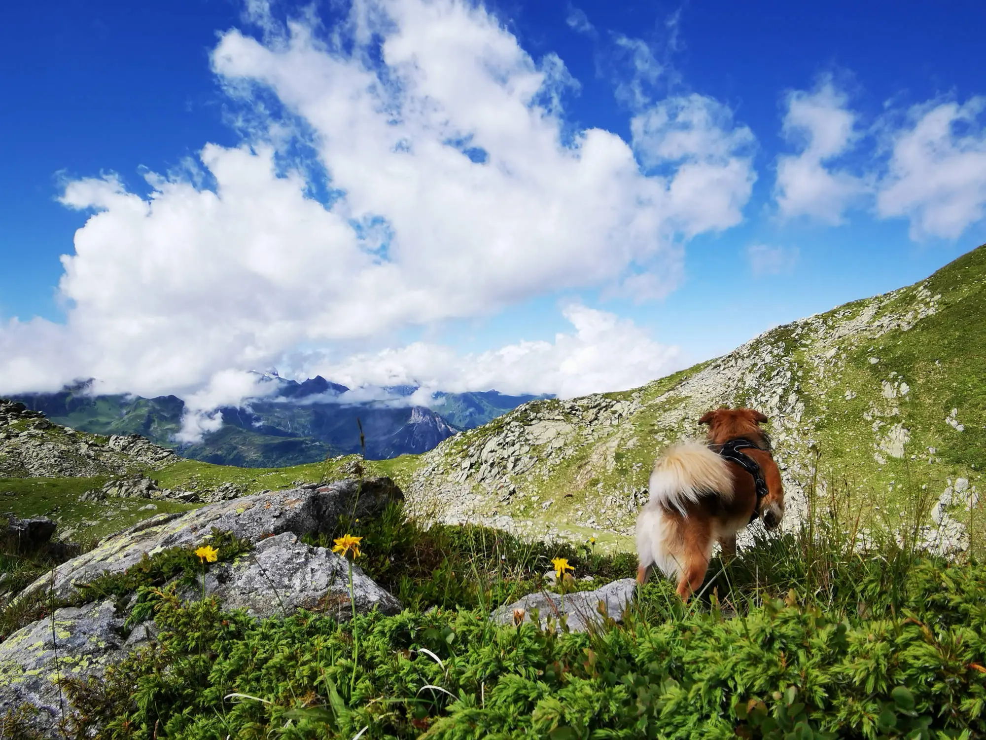 Casa Christine Garfrescha, Urlaub mit Hund
